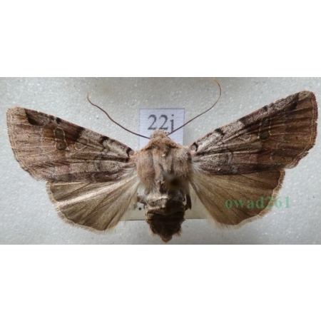 Agrochola litura (Linnaeus, 1758) Źrenicówka przecinkówka Czech22j